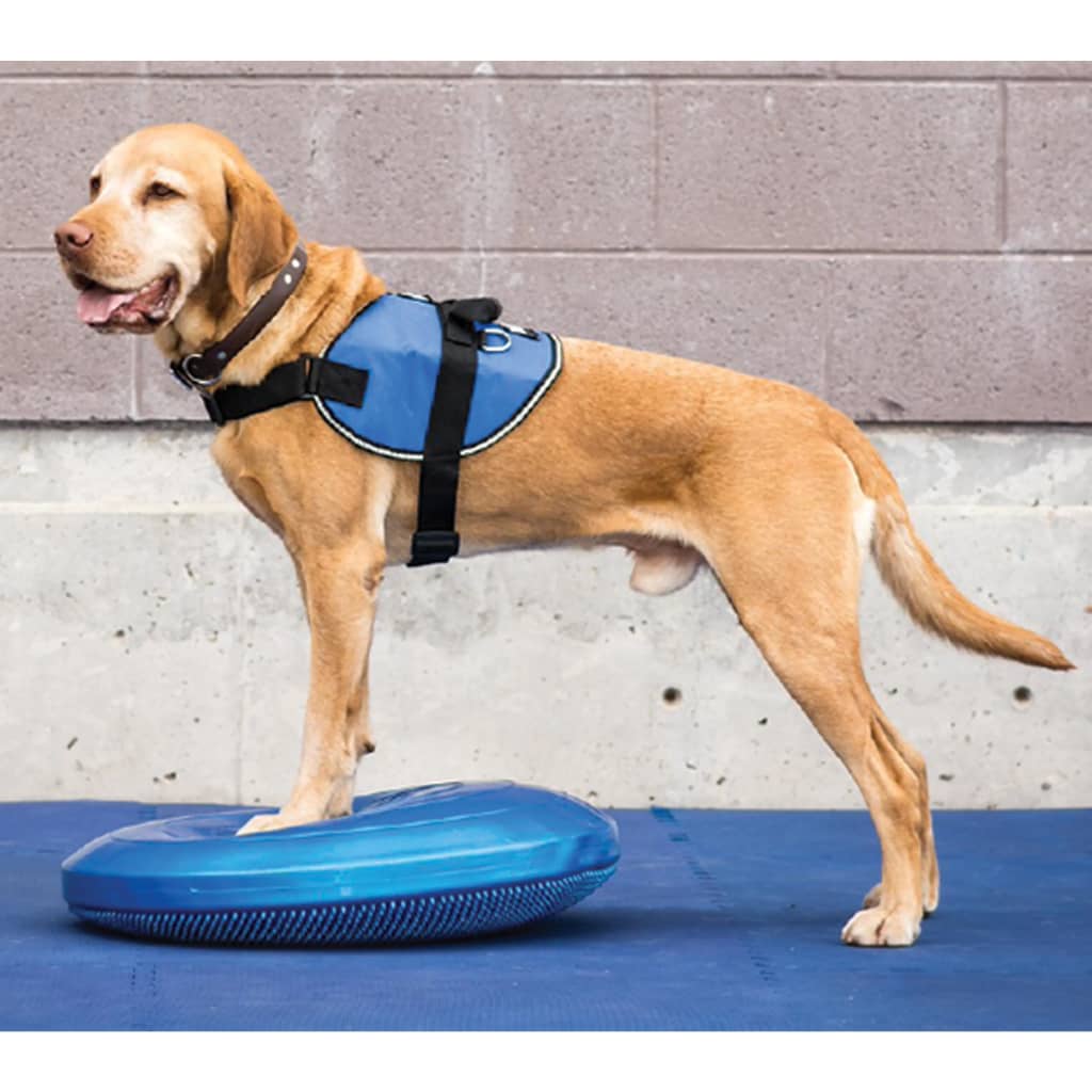 Planche d'équilibre pour animaux de compagnie fitpaws 36 cm bleu - number 1.