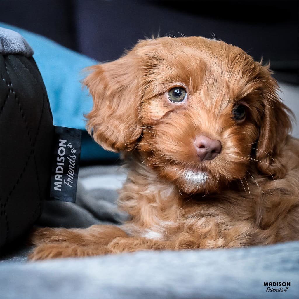 Lit pour chien madison en velours 80x67x22 cm gris - number 2.