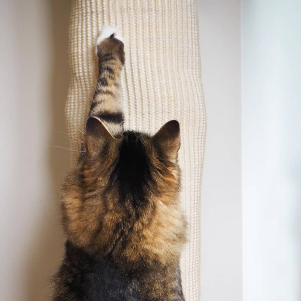 Quoi de neuf ! sac d'escalade pour chats 180 cm sisal - number 5.